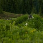 A marmot peeking out from tall grass
